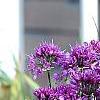 Allium thunbergii 'Ozawa', habit