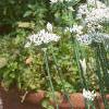 Allium tuberosum, habit
