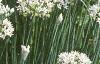 Allium tuberosum, habit