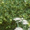 Allium tuberosum, habit