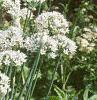 Allium tuberosum, habit