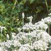Allium tuberosum, habit