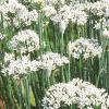 Allium tuberosum, habit