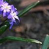 Scilla luciliae, habit
