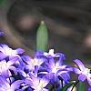 Scilla luciliae, habit