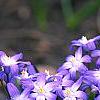 Scilla luciliae, habit