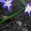 Scilla luciliae, habit