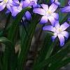Scilla luciliae, habit