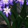 Scilla luciliae, habit