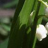 Convallaria majalis, flowers