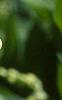 Convallaria majalis, flowers
