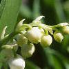 Convallaria majalis, flowers