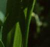 Convallaria majalis, flowers