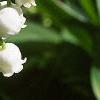 Convallaria majalis, flowers