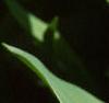 Convallaria majalis, flowers
