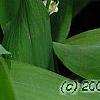 Convallaria majalis, flowers
