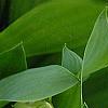 Convallaria majalis, flowers
