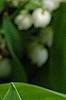 Convallaria majalis, flowers