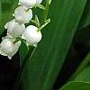Convallaria majalis, flowers