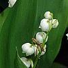 Convallaria majalis, flowers