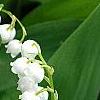 Convallaria majalis, flowers
