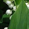 Convallaria majalis, flowers