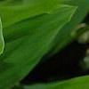Convallaria majalis, flowers