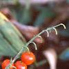 Convallaria majalis, fruit