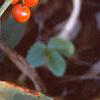 Convallaria majalis, fruit