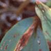 Convallaria majalis, fruit