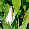 Erythronium albidum, habit