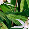 Erythronium albidum, habit
