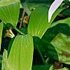 Erythronium albidum, habit