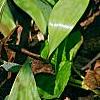 Erythronium albidum, habit