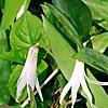 Erythronium albidum, habit