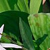 Erythronium albidum, habit