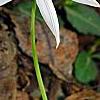 Erythronium albidum, habit