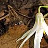 Erythronium albidum, habit