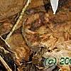 Erythronium albidum, habit