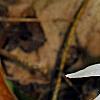 Erythronium albidum, habit