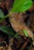Erythronium albidum, habit