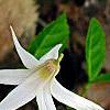 Erythronium albidum, habit