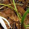 Erythronium albidum, habit