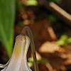 Erythronium albidum, flowers