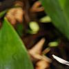 Erythronium albidum, flowers