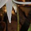Erythronium albidum, flowers