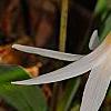 Erythronium albidum, flowers