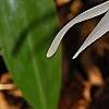 Erythronium albidum, flowers