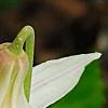 Erythronium albidum, flowers