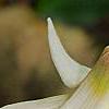 Erythronium albidum, flowers